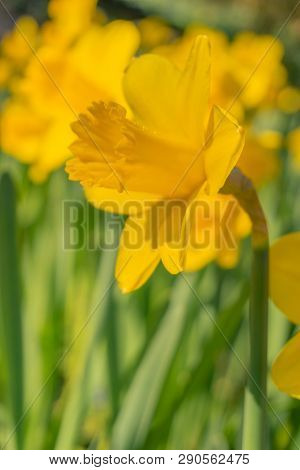 Gelbe Narzissen (narcisseae) Blühen Im März 15 - 19.3.2019