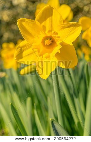 Gelbe Narzissen (narcisseae) Blühen Im März 6 - 19.3.2019