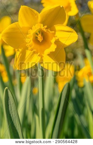 Gelbe Narzissen (narcisseae) Blühen Im März 8 - 19.3.2019