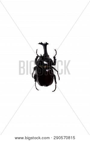 Big Black Beetle, Isolate On A White Background, Megasoma Acteon