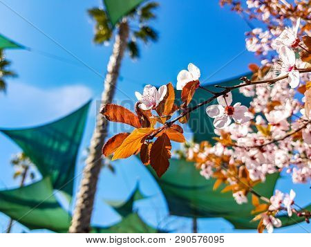 Almond Tree Branch Prunus Dulcis Flower Isolated