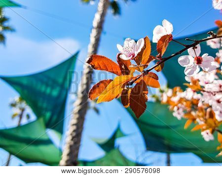 Almond Tree Branch Prunus Dulcis Flower Isolated