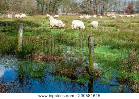 Sheep Grazing In A Flooded Field After A Significant Winter Storm, Near The Dutch Town Of Orvelte.