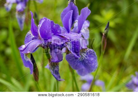 Iris Sibirica, Beautiful Flowers Iris Grade Ruffled Velvet