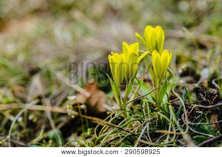 Fresh Bright Yellow Radnor Lily Buds, Also Called Early-star-of-bethlehem Flower, Growing In A Garde