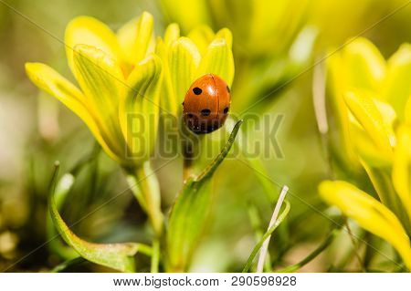 Fresh Bright Yellow And Green Lily Buds Also Called Star-of-bethlehem Flower With Red Ladybird Climb