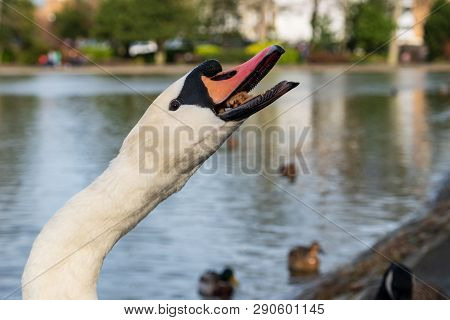 Head Of Cygnus Olor Swan Gulping Its Food. Has A Characteristic Outgrowth At The Base Of The Beak. S