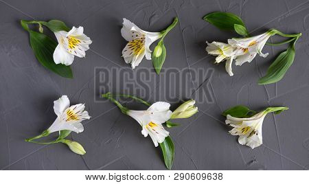 Pattern With White Flowers On A Dark Background. Alstroemeria Flowers On A Gray Background. Backgrou