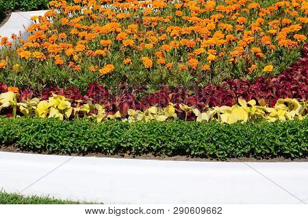 Coleus Flowerpot. Beautiful Perspective Of Natural Coleus Plant Leaves