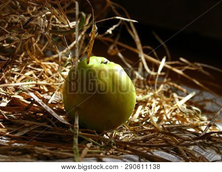Green Apple Lies On The Hay In The Attic In A Ray Of Sunlight