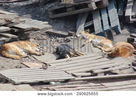 Dogs sleep on the ground in pallets.