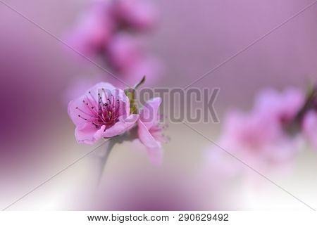 Beautiful Pink Nature Background.colorful Artisitic Wallpaper.natural Macro Photography.beauty In Na