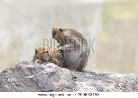 Monkey (craque-eating Macaque) Eats Corn On Rocks
