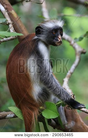 Funny Red Colobus monkey in green forest