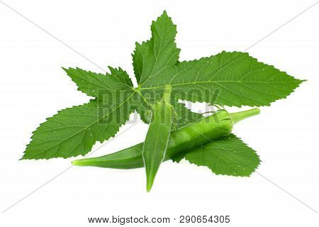 Organic Okra Fruit Isolated On White Background.