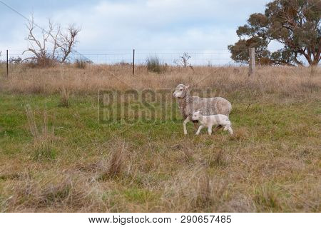 Ewe Sheep With Baby Lamb On A Paddock. Farm Animals Background Scene