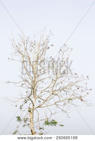 Tree Branch On Isolated Background/green Leaf On Dry Branch