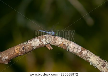 Slaty Skimmer Dragonfly Sitting On A Branch On A Sunny Day