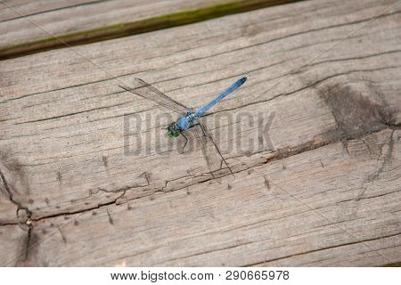 Slaty Skimmer Dragonfly Lands On A Boardwalk And Spreads Its Wings To Rest
