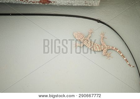 Gecko On The House Wall,gecko On The Ceiling Of The House,big Gecko