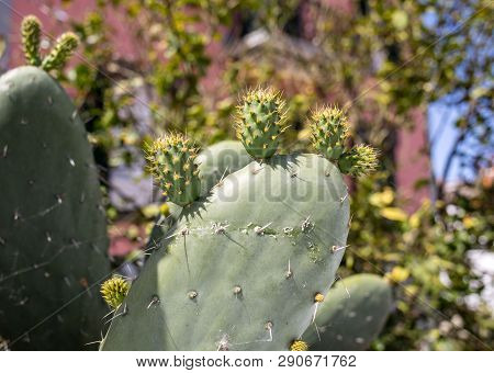 Opuntia Ficus-indica Is A Species Of Cactus That Has Long Been A Domesticated Crop Plant Important I
