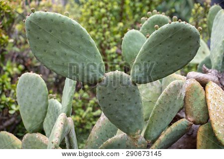 Opuntia Vulgaris Is A Species Of Cactus That Has Long Been A Domesticated Crop Plant Important In Ag