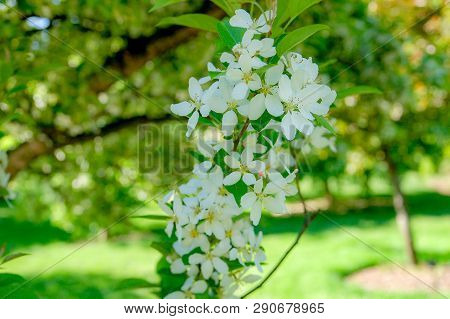 Orange Jasmine With Bloom On White Color