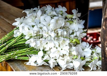 Orange Jasmine With Bloom On White Color