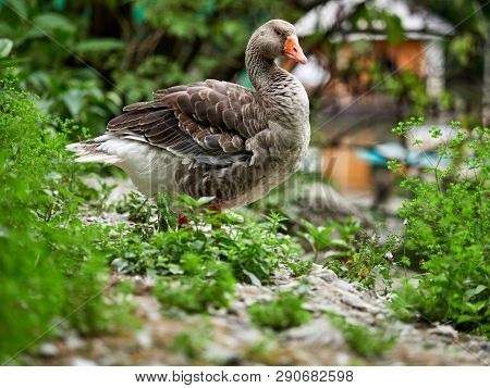 The Wild Greylag Goose In The Pond. The Greylag Goose Anser Anser Is A Species Of Large Goose In The