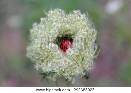 Agios Nikolaos Park Naousa Greece Europe