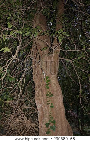Dense Forest Next To The Agios Nikolaos Park Naousa Greece