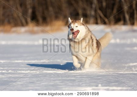 Crazy, Happy And Funny Beige And White Dog Breed Siberian Husky With Tonque Out Jumping And Running 