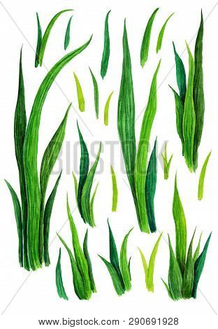 Hand Drawn Watercolor Grass Set Isolated On White Background. Sketch Green-fodder. Green Grass Patte