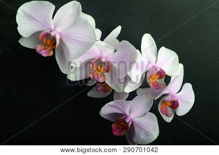 Orchidea Phalaenopsis On Black Background. Concept View.