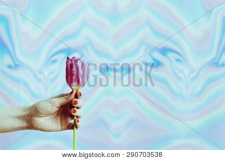 Pink Flower In Hand On A Blue Background.wavy Background.rose Tulip. Place For Text.abstract Image.