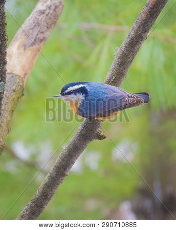 Male Red-breasted Nuthatch Sitting On A Branch.