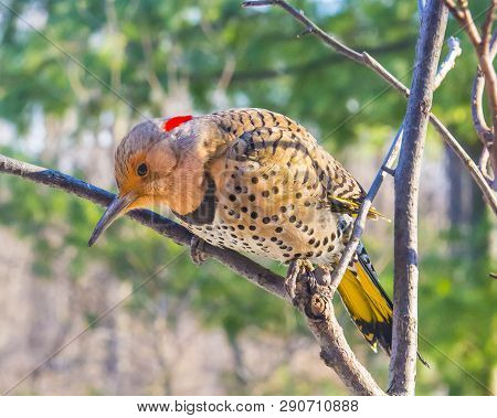 Northern Flicker Looking Down Sitting On A Branch.