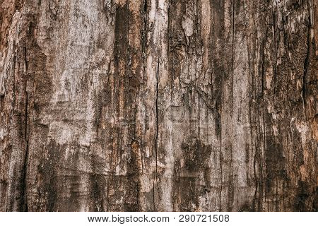 Dark Brown Dirty Shabby Tree Bark. Old Wood Brown Oak Pattern Background Texture. Brown Dark Tree Cr