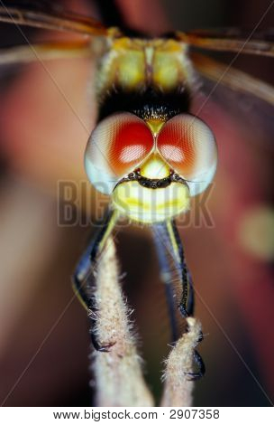 Libellula occhi ritratto
