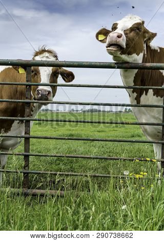 Cows In The Pastry, Two Cows Standing Behind A Fence