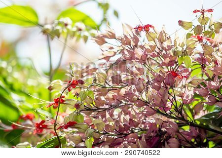 Clerodendrum Speciosum Dombr Red-purple, Like The Sunpopularly Planted As A Wooden Arch