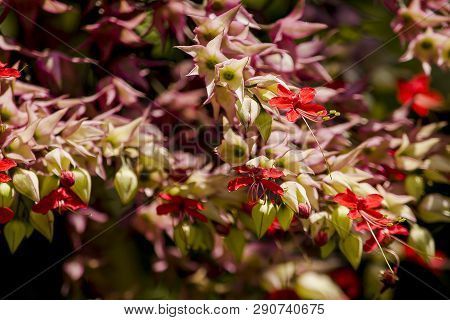 Clerodendrum Speciosum Dombr
Is A Vine Tree With Purple-red Color, Popularly Grown As A Wooden Arch