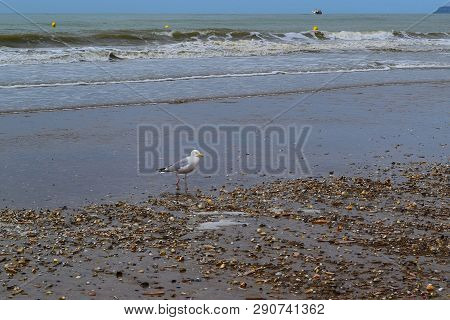 Larus Californicus At Oceano, California. La Manche Or The English Channel