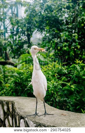 White Heron Staring In The Face-kuala Lumpur Bird Park