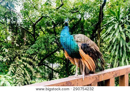 Peacock At The Bird Park In Kuala Lumpur