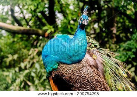 Peacock At The Bird Park In Kuala Lumpur
