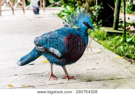Western And Victorian Crowned Pigeon. Bird Park Kuala-lumpur, Malaysia.