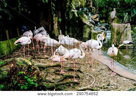 White Flamingo Seen In Bird Park In Kuala Lumpur