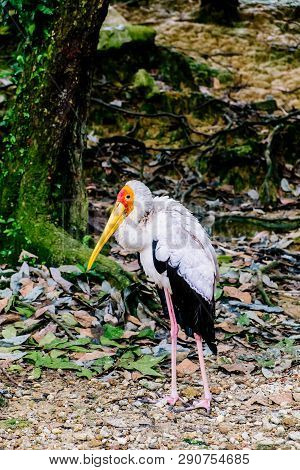 Marabou Bird In In The Park Birds In Kuala Lumpur, Malaysia