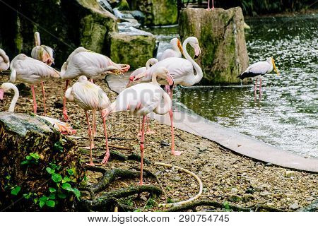 White Flamingo Seen In Bird Park In Kuala Lumpur